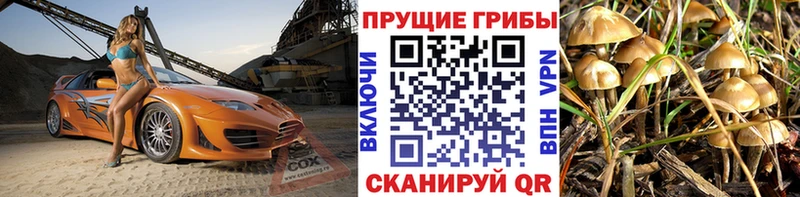 Галлюциногенные грибы Psilocybine cubensis  наркошоп  Струнино 